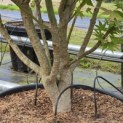 Acer palmatum - Foto 4