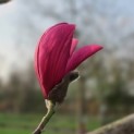 Magnolia 'Spectrum' - 1