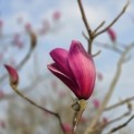 Magnolia 'Spectrum' - 23 maart 2026