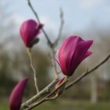 Magnolia 'Spectrum' - 2