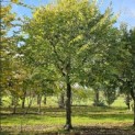Tilia cordata 'Oldenbelt' - najaar 2025