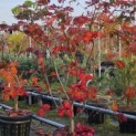 Acer japonicum  'Aconitifolium' - Foto 1