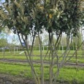 Prunus laurocerasus 'Caucasica' - Foto 2