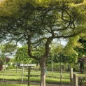 Acer palmatum 'Dissectum' - Foto 6
