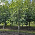 Juglans regia 'Bella Maria'' - 2