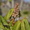 Aesculus x carnea 'Briotii' - 1