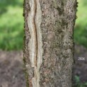 Acer campestre - Foto 3