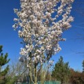 Prunus 'Sunset Boulevard' - 2