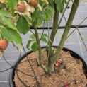Cornus kousa 'Weisse Fontaine' - Foto 1
