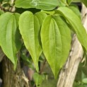 Heptacodium miconioides - Foto 5
