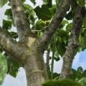 Prunus domestica 'Opal' - Foto 4