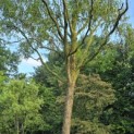 Salix babylonica 'Tortuosa' - Foto 2