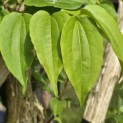 Heptacodium miconioides - Foto 6