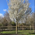 Prunus Umineko - Foto 2