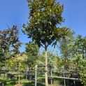 Magnolia grandiflora 'Galissonnière' - 1