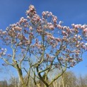 Magnolia 'Soulangeana' - Foto 3