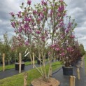 Magnolia 'Susan' - 2