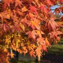 Acer palmatum - 2