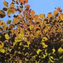 Fagus sylvatica 'Atropunicea' - 1