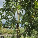 Prunus domestica 'Bleue de Belgique' - Foto 2