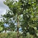 Prunus domestica 'Bleue de Belgique' - Foto 1