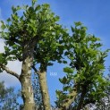 Platanus x Hispanica - 8