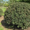 Ilex meserveae 'Blue Angel' - Foto 1