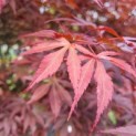 Acer palmatum 'Sumi-Nagashi' - 4