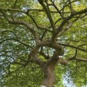 Acer palmatum 'Dissectum' - Foto 10