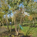 Prunus domestica 'Reine Victoria' - Foto 2