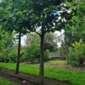 Platanus x hispanica - Afbeelding 5