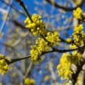 Cornus mas