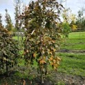 Fagus sylvatica 'Purple Fountain' - 2