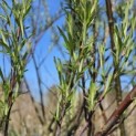 Salix 'Rosmarinifolia' - 7 april 2026