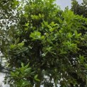 Quercus ilex - Foto 1