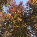 Fagus sylvatica 'Atropunicea' - 2
