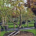 Acer palmatum 'Fireglow' - Foto 4