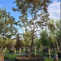 Acer palmatum 'Fireglow' - Foto 3