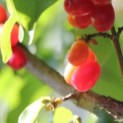 Cornus Mas