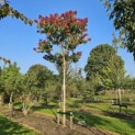 Heptacodium miconioides - Foto 3