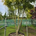 Acer palmatum 'Ueno Yama' - Foto 3