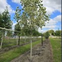 Liriodendron tulipifera 'Snowbird' - Foto 1