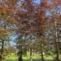 Fagus sylvatica 'Atropunicea' - 4
