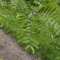 Gleditsia triacanthos ‘Inermis' - 7
