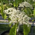 Cornus controversa - 1