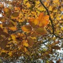fagus sylvatica 'Atropunicea' - Afbeelding 6