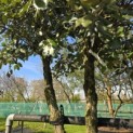 Quercus ilex - 5