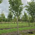 Prunus 'Sunset Boulevard' - Foto 3