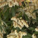 Pieris japonica 'Forest Flame' - 5