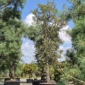 Quercus Suber - 3